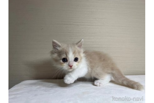 成約済の茨城県のスコティッシュフォールド-90712の4枚目